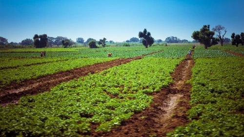 Image of crop field, with plants growing in the sun