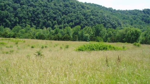 Image of grassy meadow with mountains behind it. 