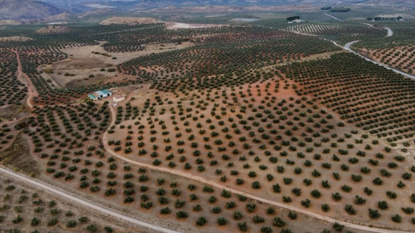 Aerial image of a field of olive trees, slightly stunted and dried